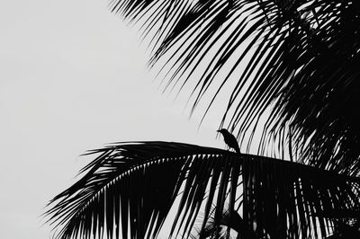 Low angle view of palm trees against clear sky