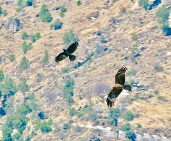 View of birds flying