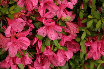 Close-up of pink flower