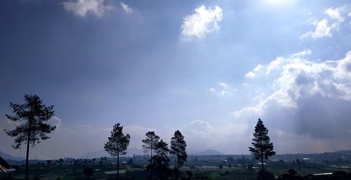 Low angle view of trees against sky