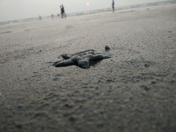 Close-up of lizard on sand at beach