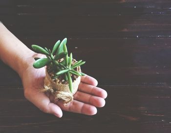 Close-up of hand holding plant over wood