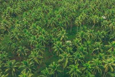 Full frame shot of plants growing on field