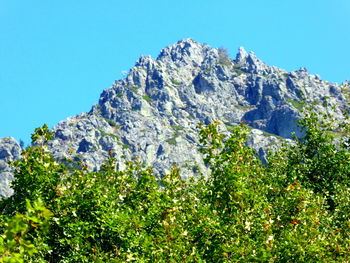 Low angle view of trees against clear blue sky