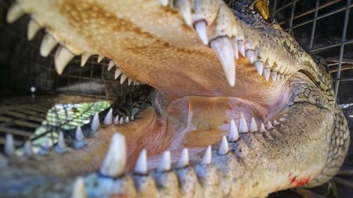 Close-up of a turtle