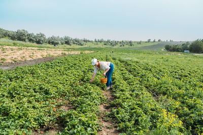 Picking fruits on strawberry field, harvesting on strawberry farm. woman farmer holding basket full 
