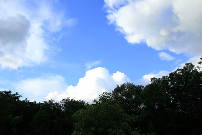 Low angle view of trees against sky