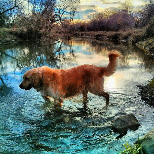 animal themes, water, lake, one animal, mammal, reflection, wildlife, animals in the wild, tree, waterfront, nature, domestic animals, rippled, animal, river, tranquility, swimming, lakeshore, beauty in nature, tranquil scene