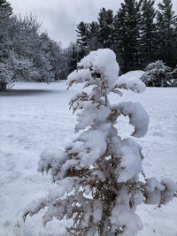 Snow covered trees on field against sky