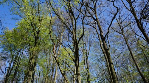 Low angle view of trees in forest against sky