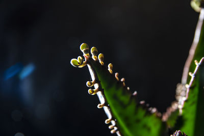 Close-up of fern bud