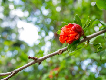 Close-up of red flower blooming on tree