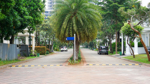 Street amidst trees and plants in city