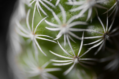 Close-up of plant growing on plant