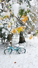 Tree in snow