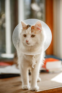 Close-up of cat wearing protective collar on table