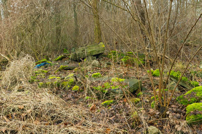 Plants growing in forest