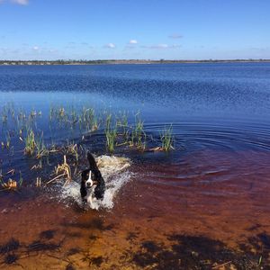 Dog on lake against sky