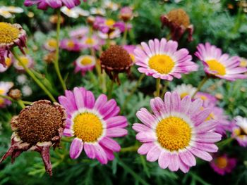 Close-up of pink flowers