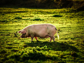 Horse grazing on grassy field