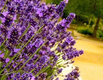 Close-up of lavender flowers blooming outdoors