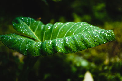 Close-up of raindrops on leaves