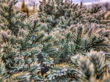 Close-up of plants