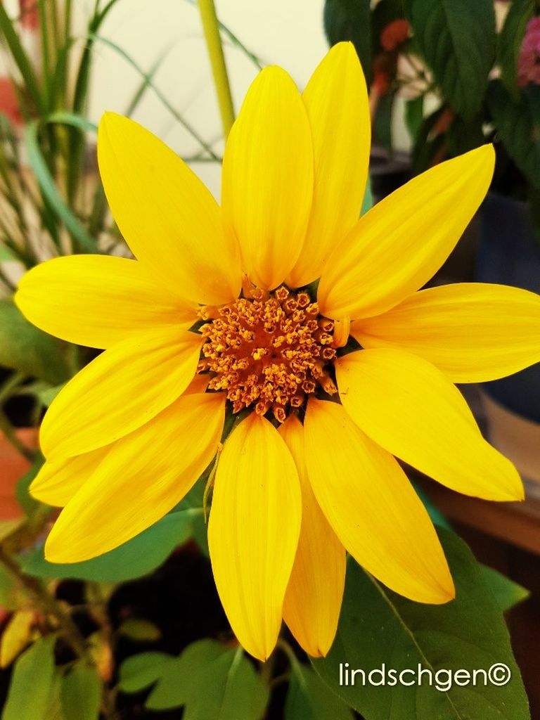 flower, petal, yellow, fragility, flower head, beauty in nature, freshness, growth, nature, pollen, close-up, blooming, day, plant, outdoors, no people