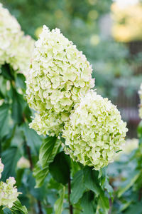 plant