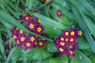 Close-up of pink flowers