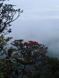 Close-up of flower tree against sky