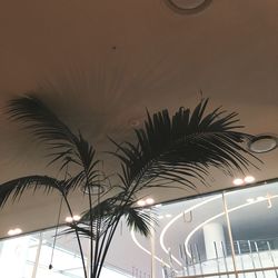 Low angle view of palm trees