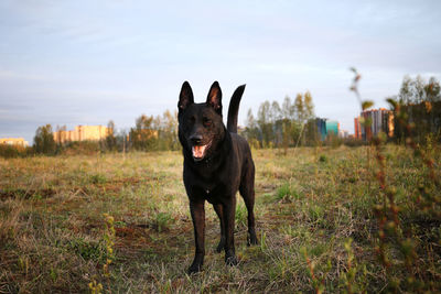 Black dog on field