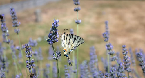 Close-up of butterfly on purple flowering plant