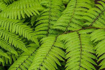 Full frame shot of fern leaves