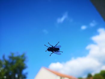 Low angle view of spider against blue sky