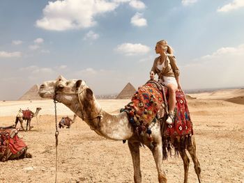 Panoramic view of camel and desert