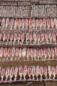 High angle view of fish for sale in market