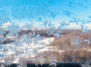 Close-up of frozen plants