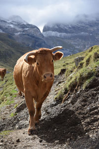 Cow standing in a mountain