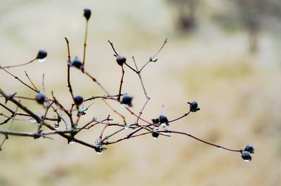 Close-up of twigs
