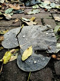 High angle view of leaves