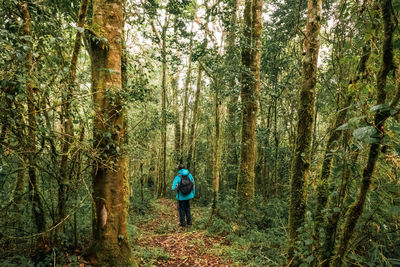 Rear view of woman walking in forest