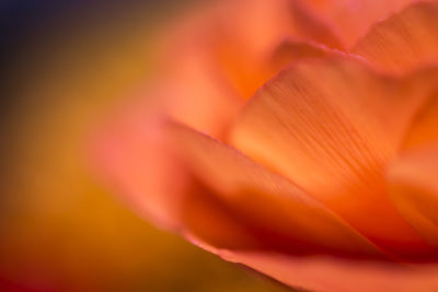 Macro shot of red rose
