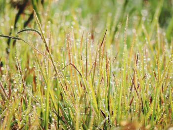 Close-up of plants growing on field