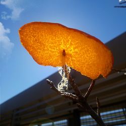 Low angle view of orange flower against clear sky