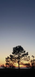 Silhouette trees on field against sky during sunset