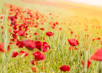 Close-up of red poppy flowers in field