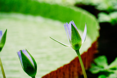 Close-up of purple flowering plant