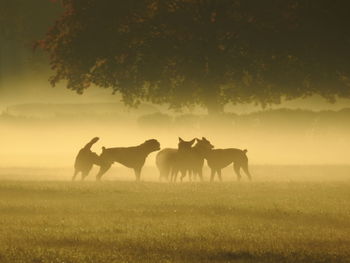 Horses on a field